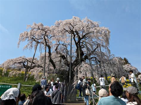 子孫樹|紅枝垂れ桜逍遙／滝桜とその一族をめぐって